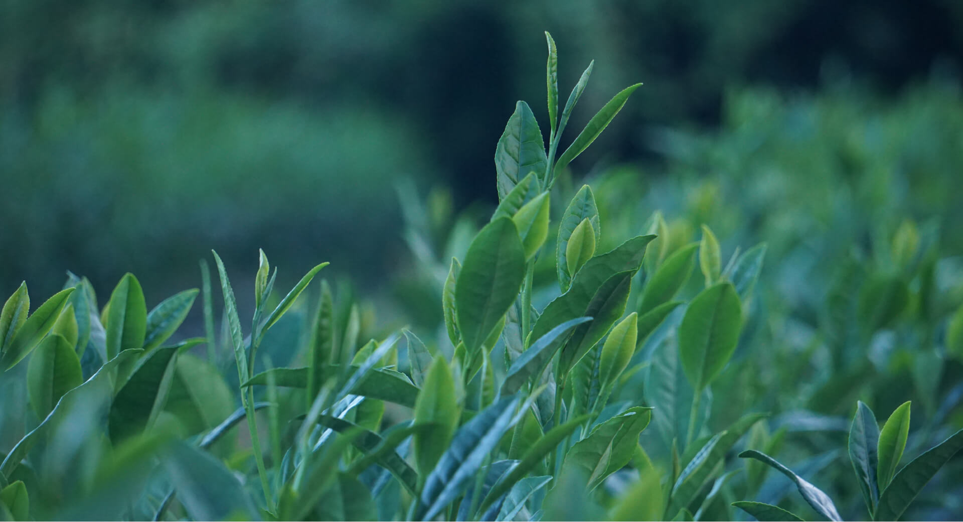 銘茶富士木村園