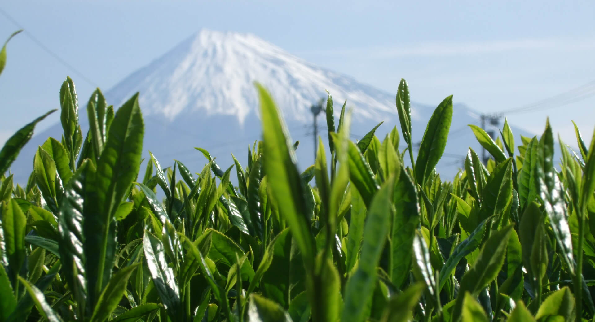 銘茶富士木村園